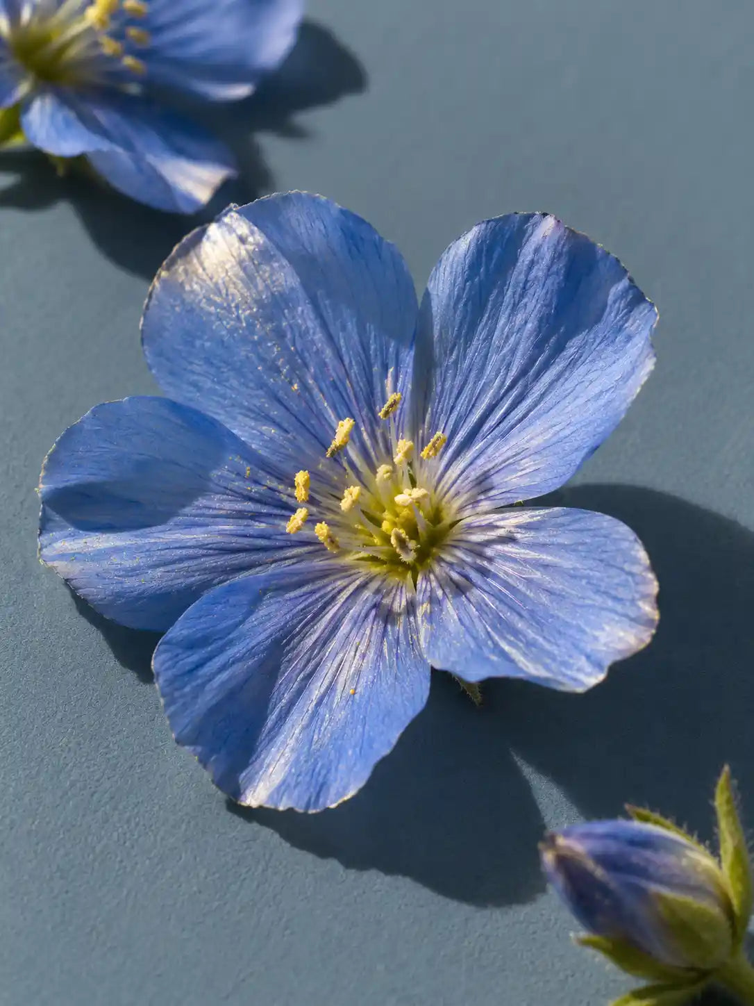 Millefiori del Gennargentu: Wildblütenhonig