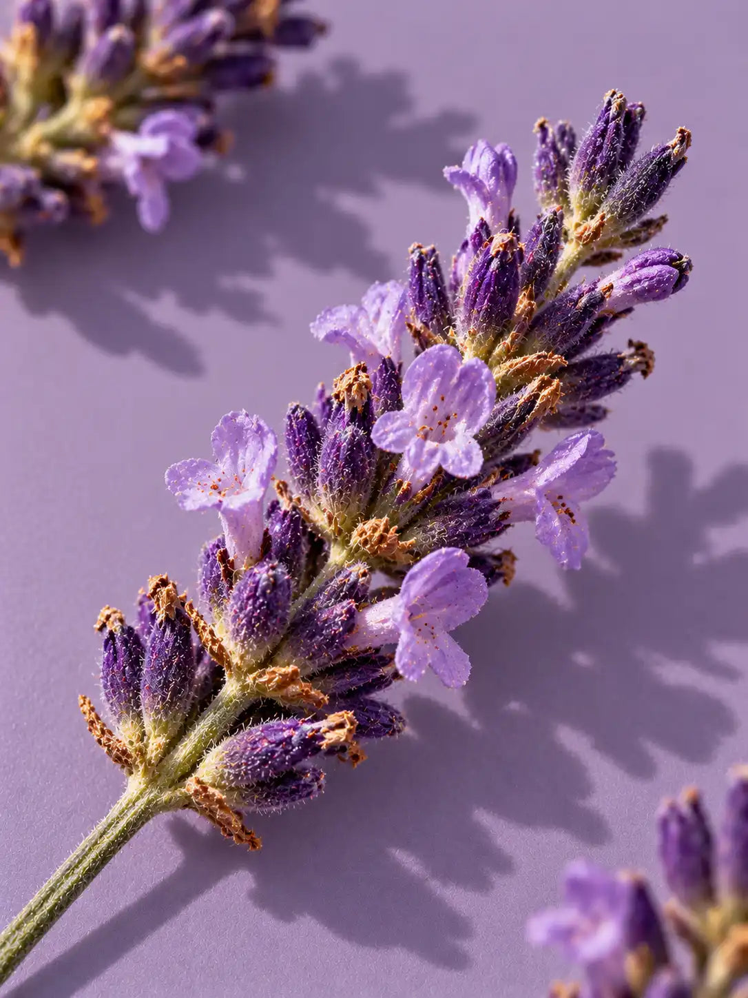Lavanda: Wild Lavender Honey