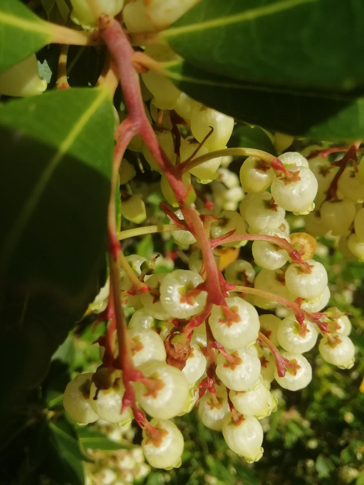 Nahaufnahme weißer Erdbeerbaumfrüchte (Corbezzolo) mit grünen Blättern im Hintergrund