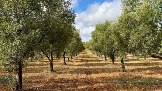 The Day Olive Oil Stopped Being Just Oil