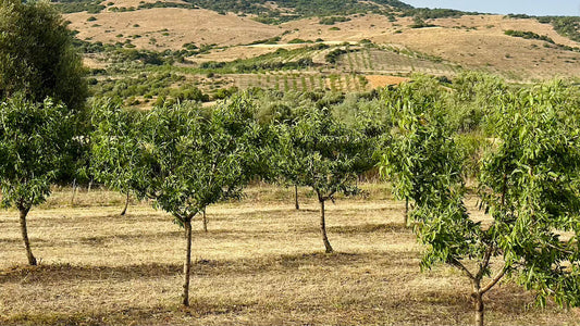 Understanding Almonds: Water Use, Pollination, and Responsible Farming