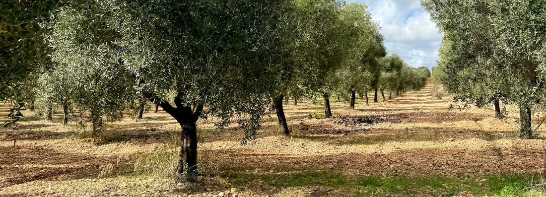 When Taste Comes First: Our discovery of Francesco Cillo olive oil