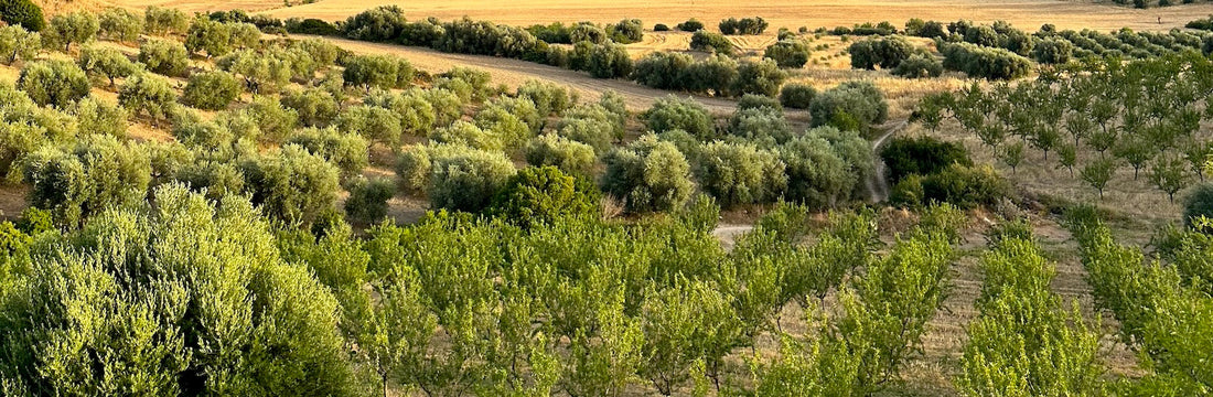 Ancient olive groves