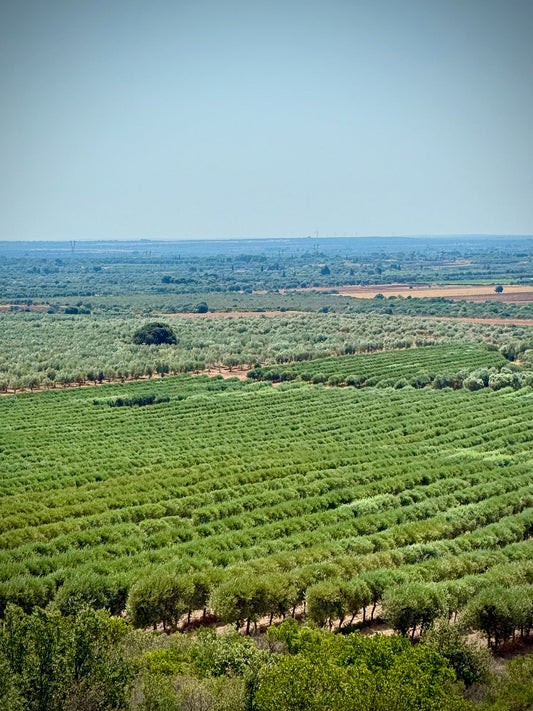 Venterra: Wind, Earth and a Family Dream in Puglia