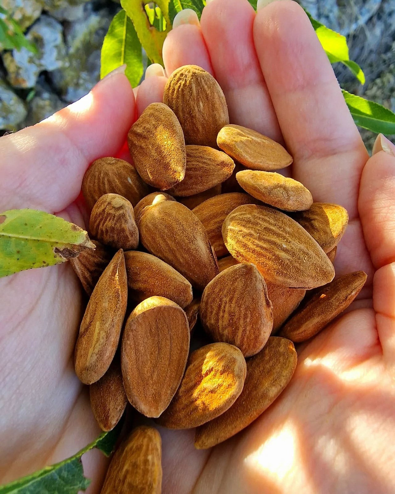 Hand holding a cluster of almonds with a natural background