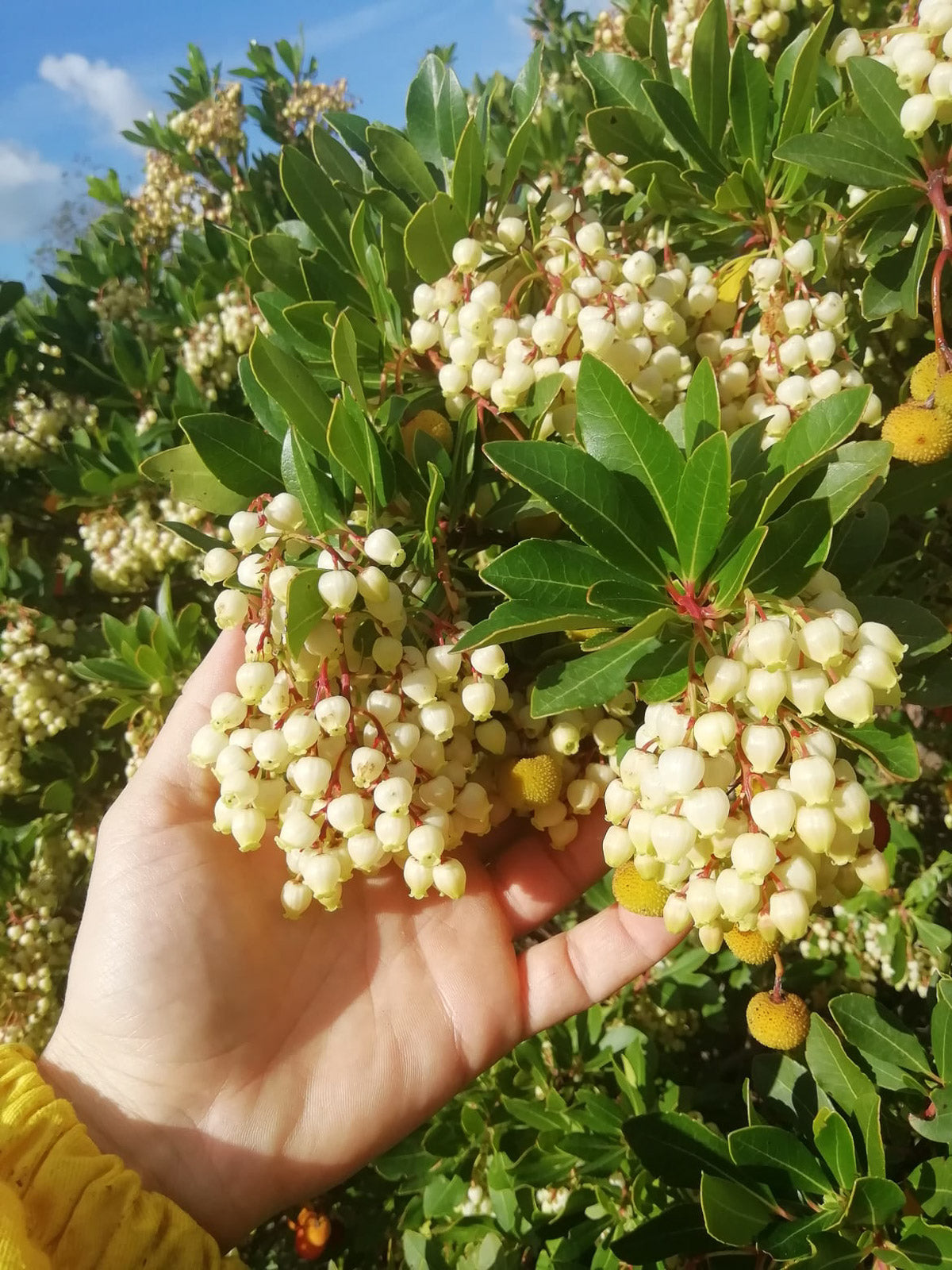 Hand, die eine Traube weißer Erdbeerbaumfrüchte hält, mit grünen Blättern im Hintergrund