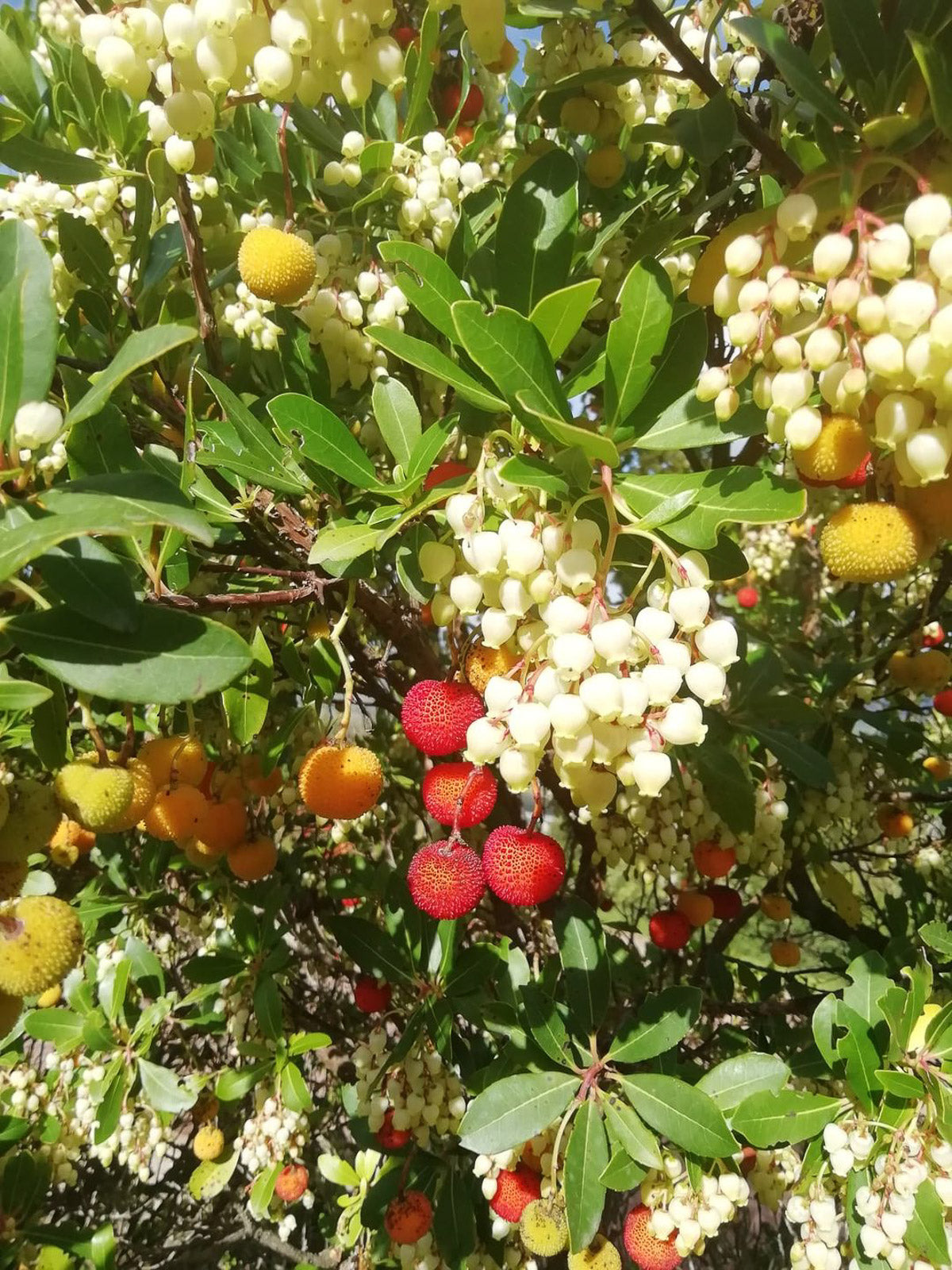 Baum mit Trauben aus weißen, roten und gelben Erdbeerbaumfrüchten (Korbblüten / Corbezzolo)