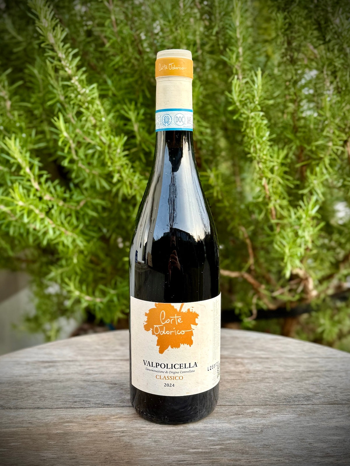 A bottle of Valpolicella Classico wine by Corte Odorico with a bush of rosemary in the background